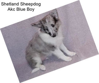 Shetland Sheepdog Akc Blue Boy