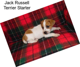 Jack Russell Terrier Starter