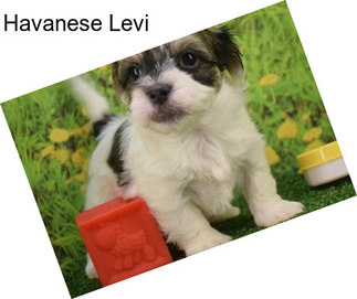 Havanese Levi