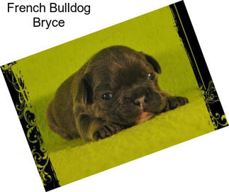 French Bulldog Bryce