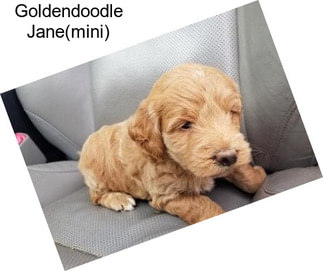 Goldendoodle Jane(mini)