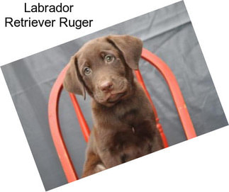 Labrador Retriever Ruger