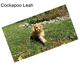 Cockapoo Leah