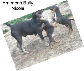 American Bully Nicole