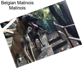 Belgian Malinois Malinois