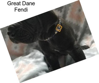 Great Dane Fendi