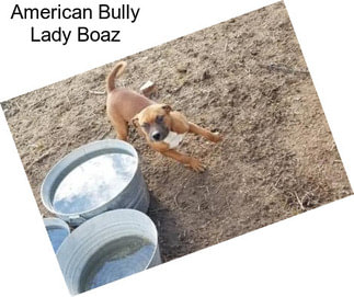 American Bully Lady Boaz