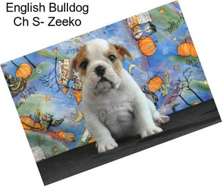 English Bulldog Ch S- Zeeko