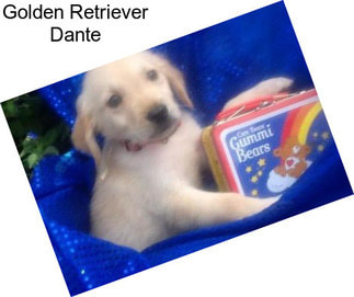 Golden Retriever Dante