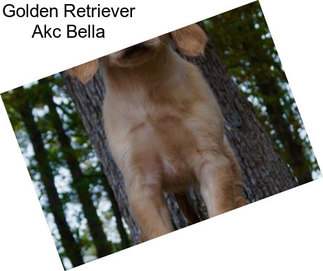 Golden Retriever Akc Bella