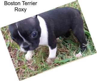 Boston Terrier Roxy