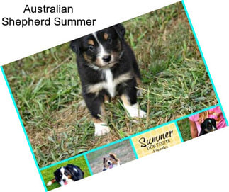 Australian Shepherd Summer