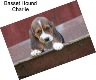 Basset Hound Charlie