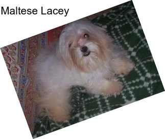 Maltese Lacey