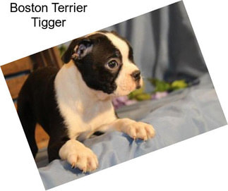 Boston Terrier Tigger