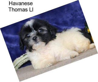 Havanese Thomas Ll