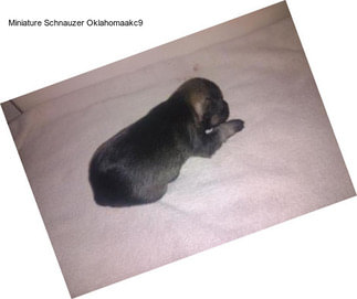 Miniature Schnauzer Oklahomaakc9