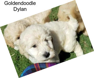 Goldendoodle Dylan
