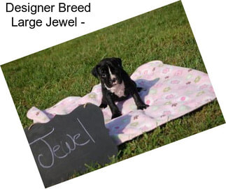 Designer Breed Large Jewel -