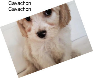 Cavachon Cavachon