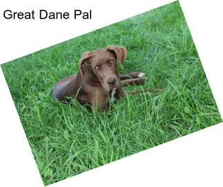 Great Dane Pal