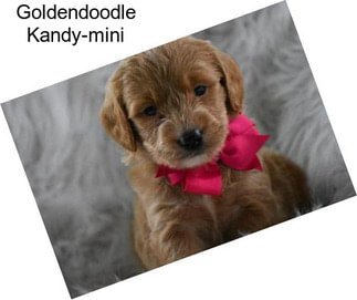 Goldendoodle Kandy-mini