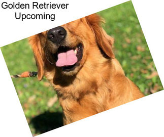 Golden Retriever Upcoming