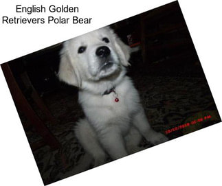 English Golden Retrievers Polar Bear