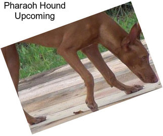 Pharaoh Hound Upcoming