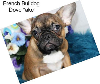 French Bulldog Dove *akc
