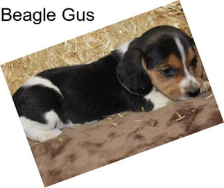 Beagle Gus
