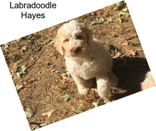 Labradoodle Hayes