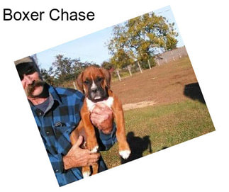 Boxer Chase