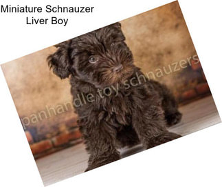 Miniature Schnauzer Liver Boy