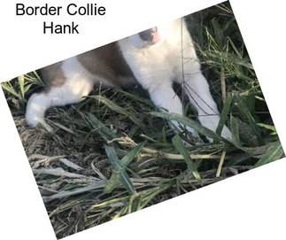 Border Collie Hank