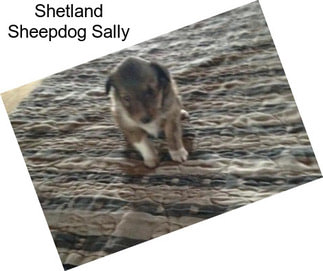 Shetland Sheepdog Sally