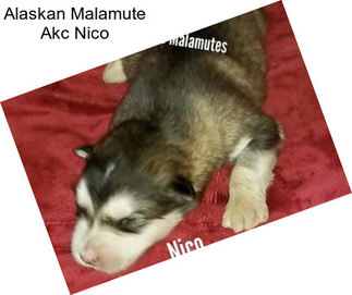 Alaskan Malamute Akc Nico