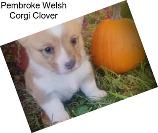 Pembroke Welsh Corgi Clover