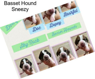 Basset Hound Sneezy