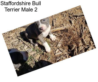 Staffordshire Bull Terrier Male 2