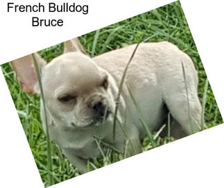 French Bulldog Bruce
