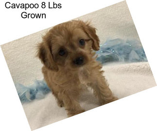 Cavapoo 8 Lbs Grown