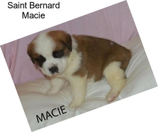 Saint Bernard Macie
