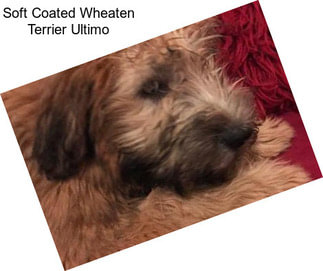 Soft Coated Wheaten Terrier Ultimo