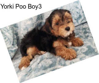 Yorki Poo Boy3