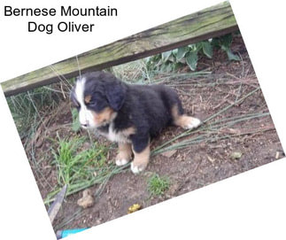 Bernese Mountain Dog Oliver