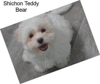 Shichon Teddy Bear