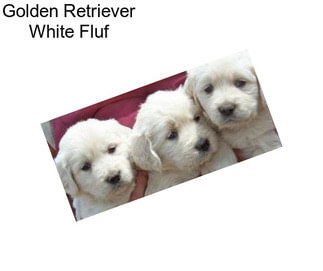 Golden Retriever White Fluf