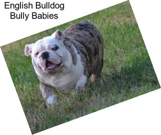 English Bulldog Bully Babies