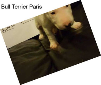 Bull Terrier Paris